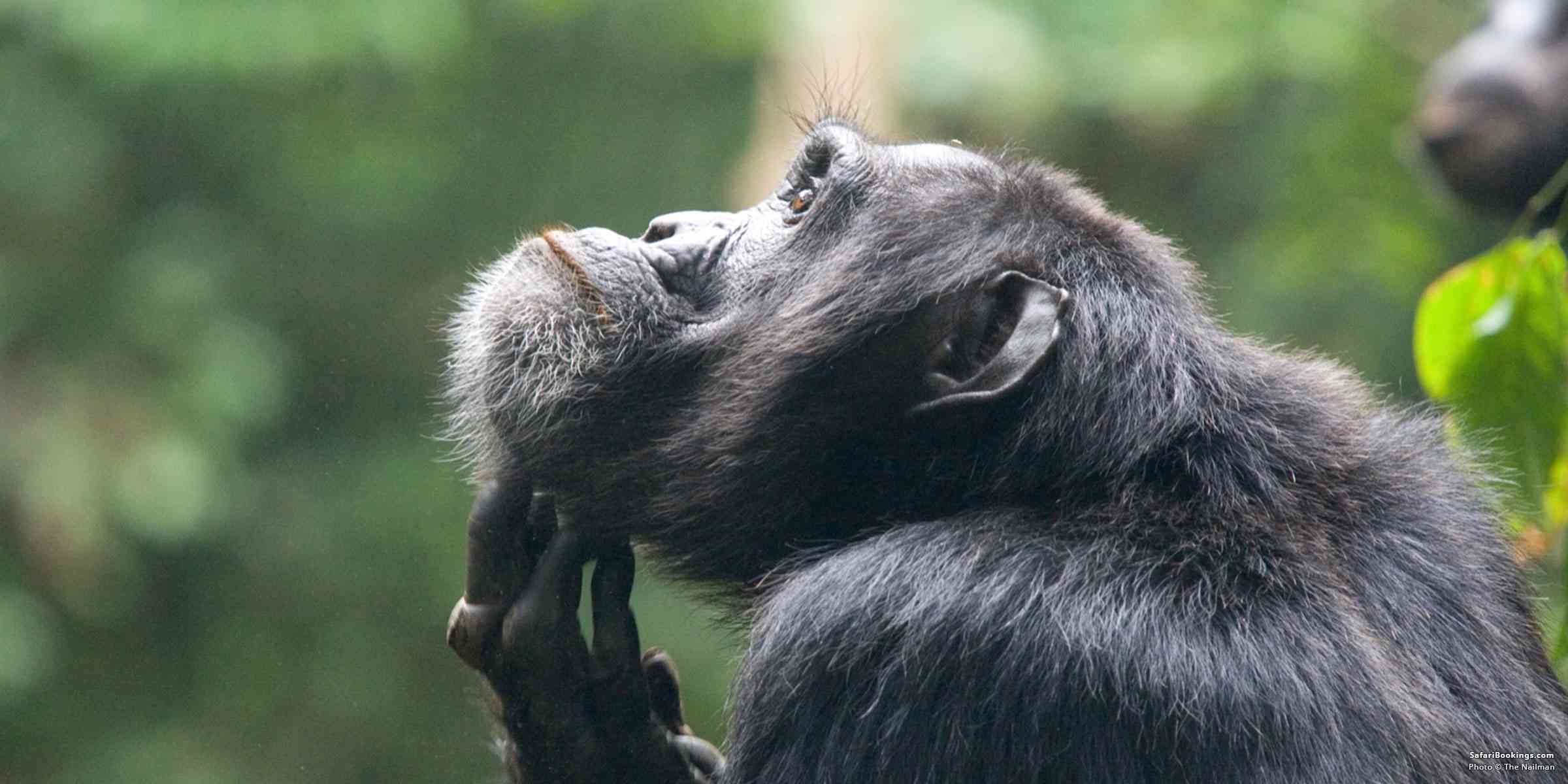 5 Fascinating Facts About the Common Chimpanzee