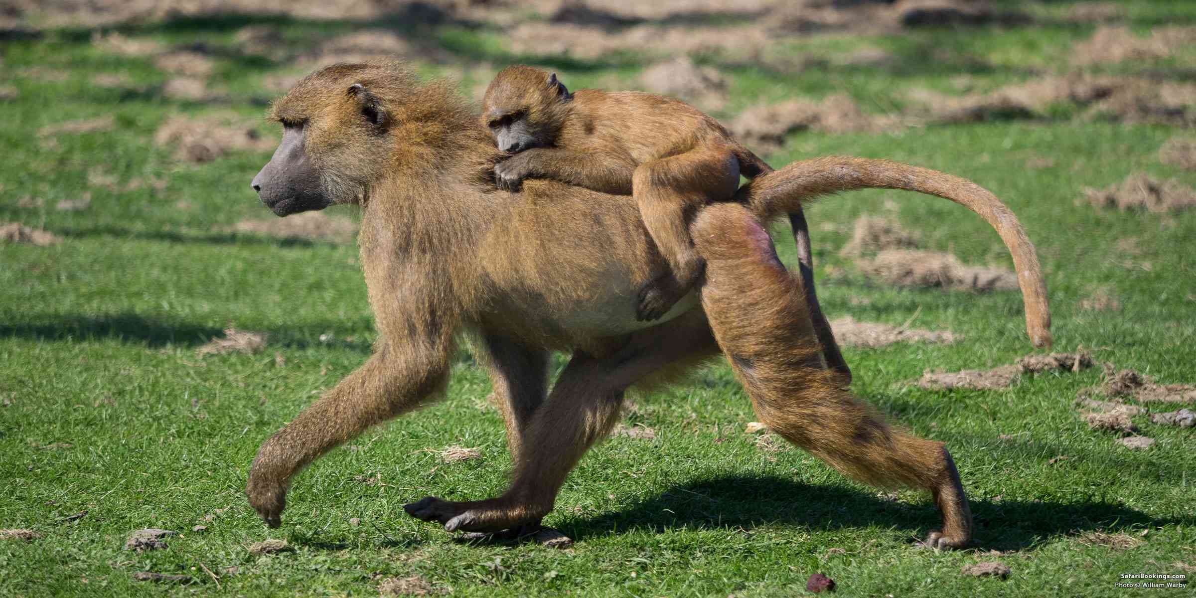 5 Interesting Facts About the Baboon (Papio Papio)
