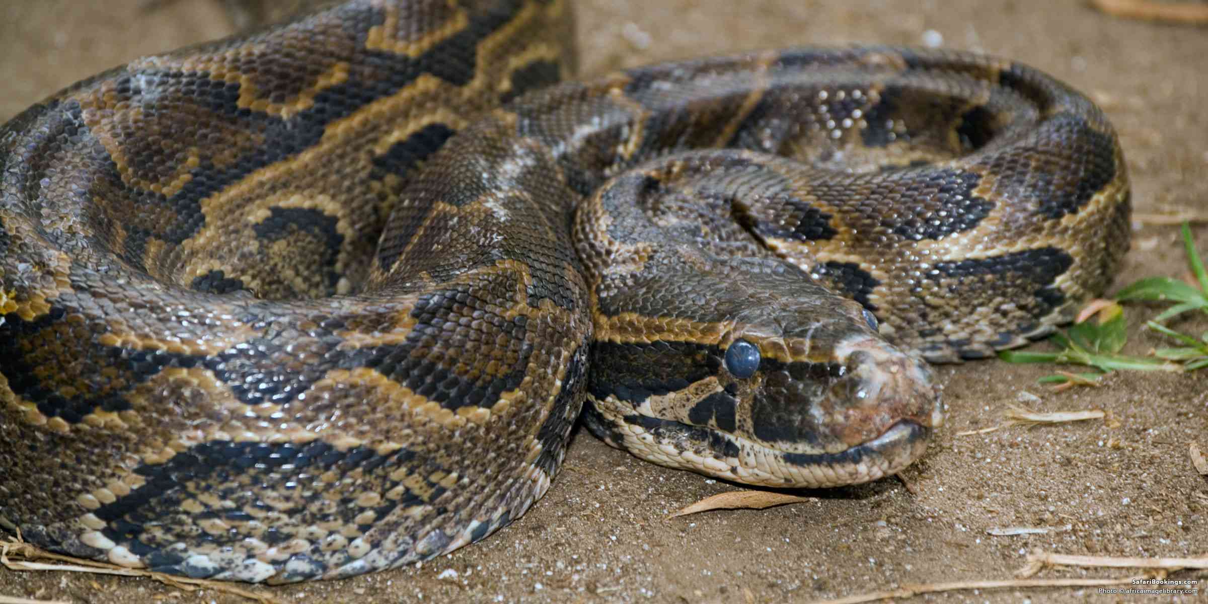 5 Fascinating Facts About the African Rock Python