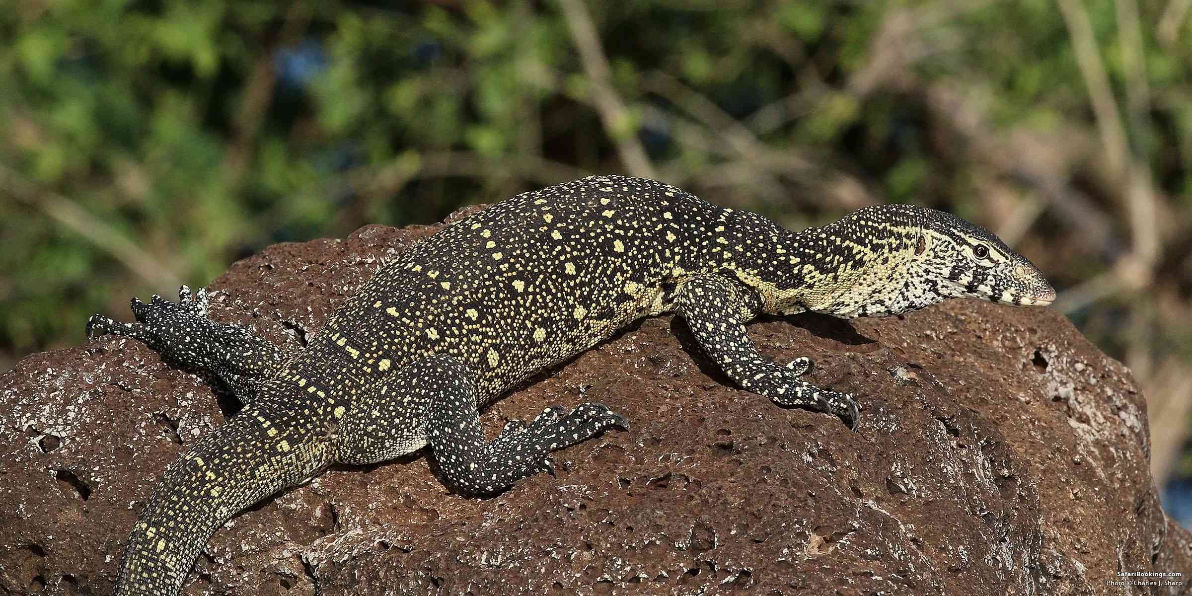 5 Fascinating Facts About the Nile Monitor