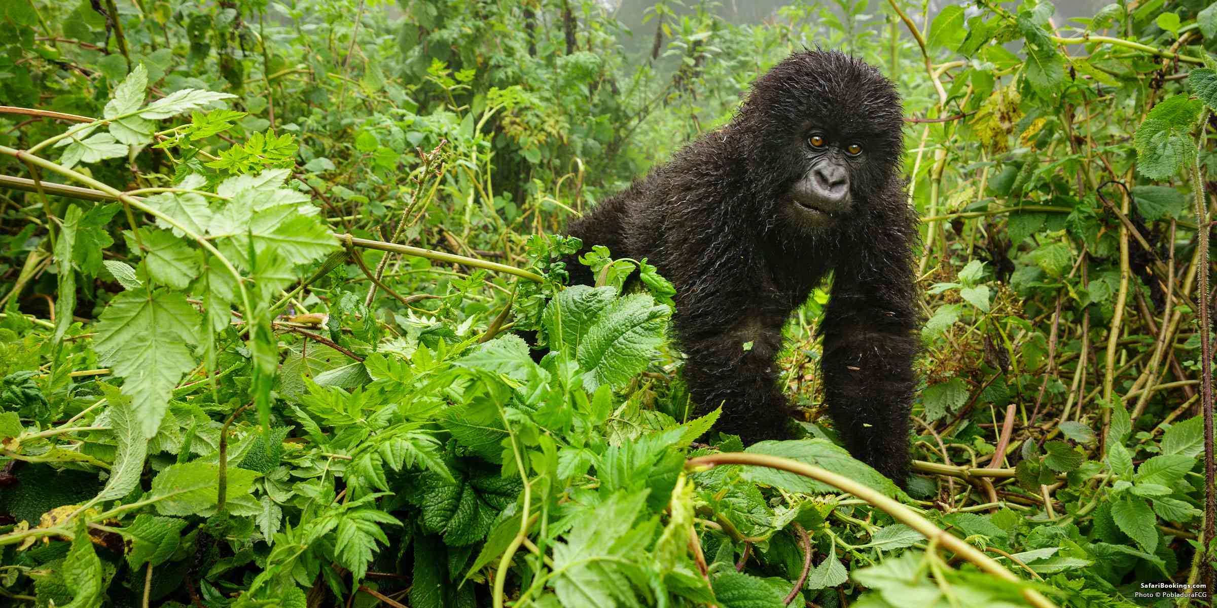 Gorilla Permit Rwanda 2026 – Everything You Need To Know