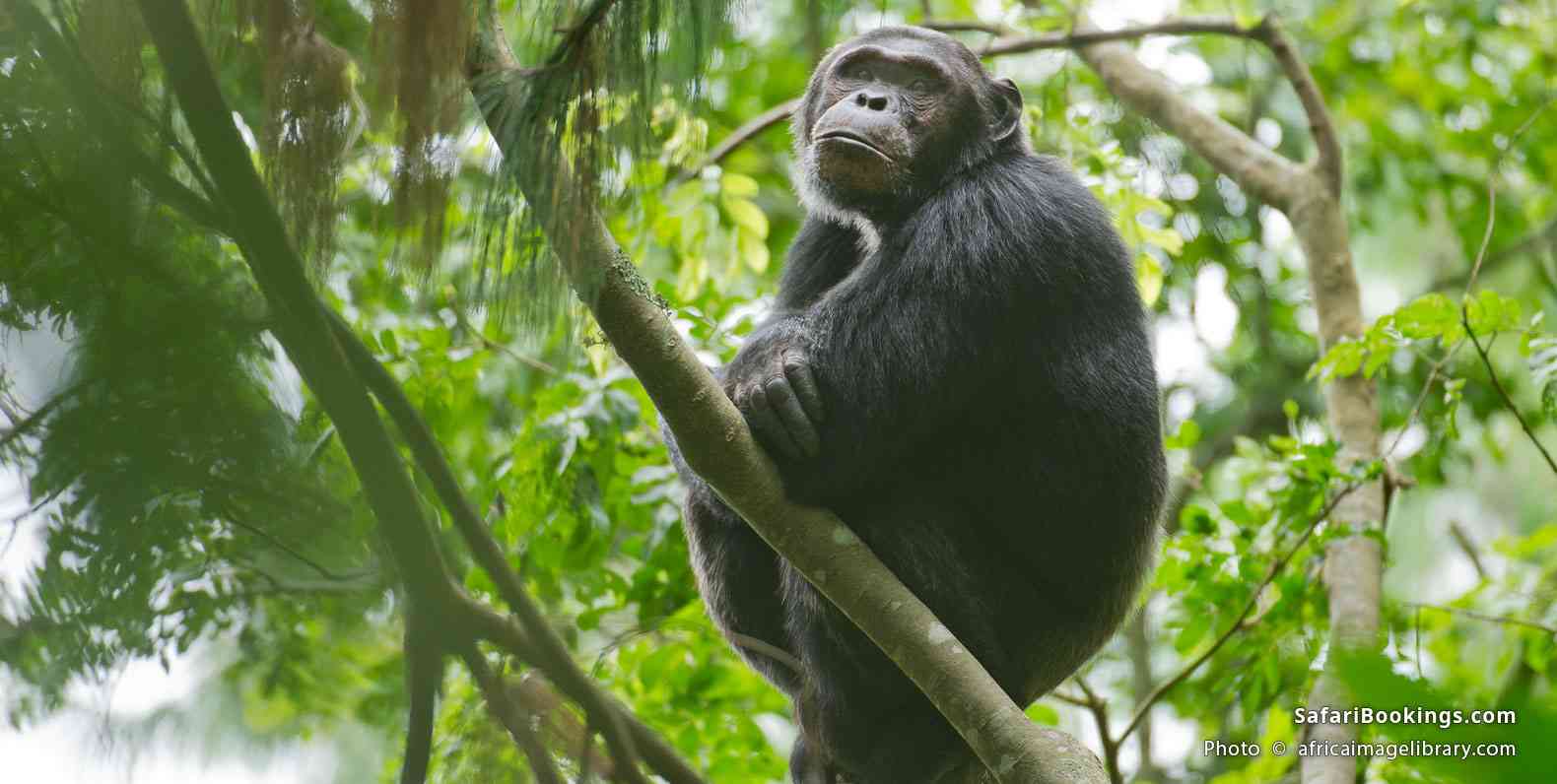 Chimpanzee sitting in a tree in Nyungwe National Park