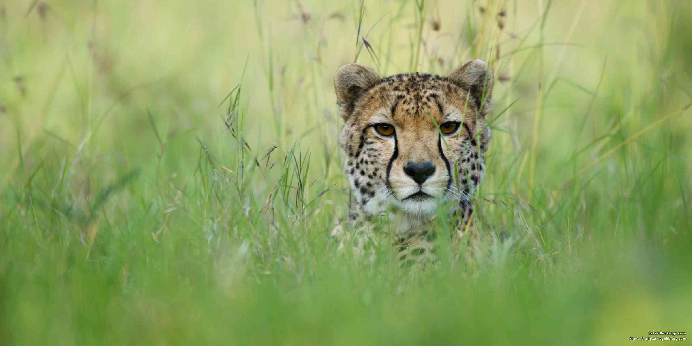 Top 10 Conservancies in Kenya