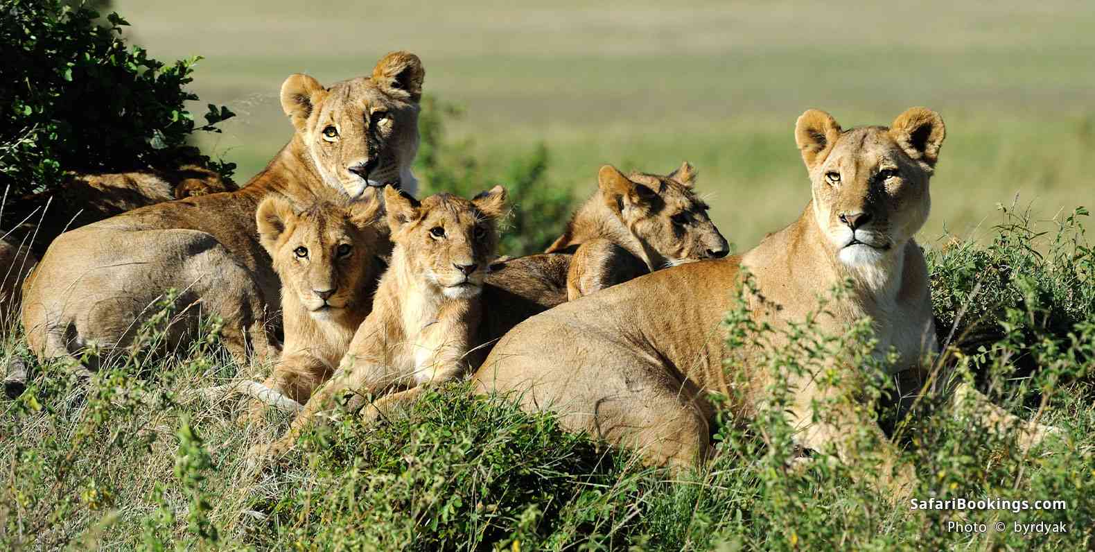 Lion pride with cubs resting