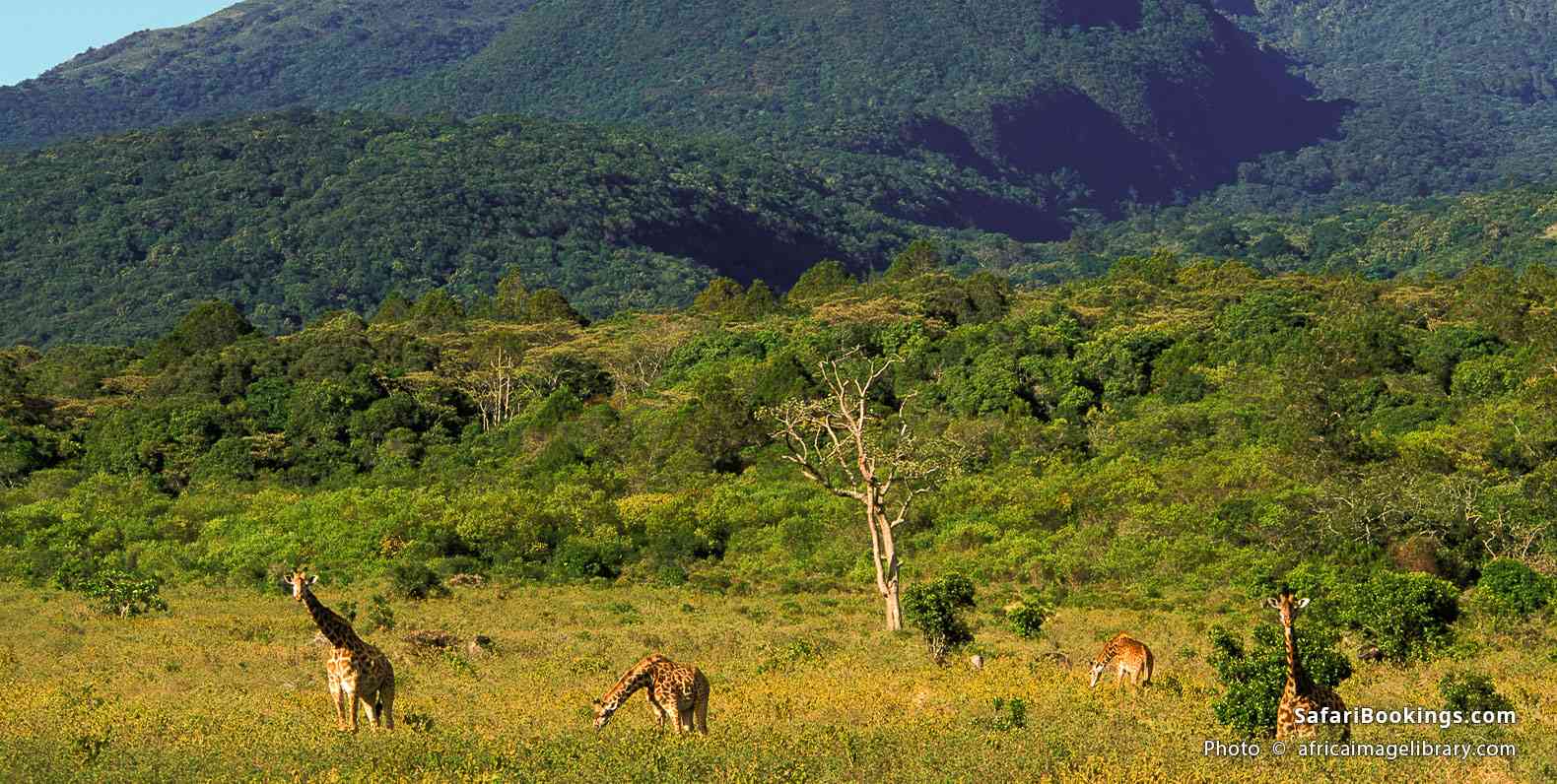 Masai giraffes on the slopes of Mt Meru