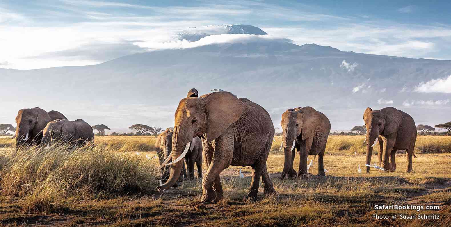 Elephants walking in front of Mt Kilimanjaro