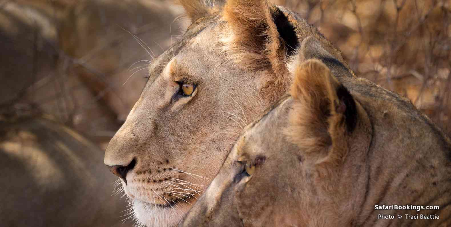 Lions resting
