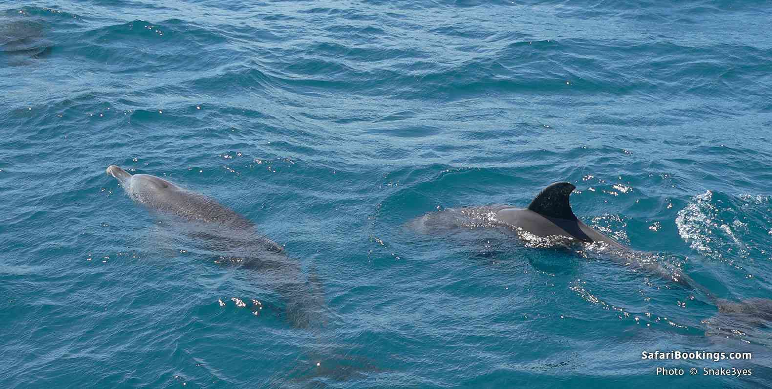 Dolphins near the Kisite-Mpunguti Marine National Park