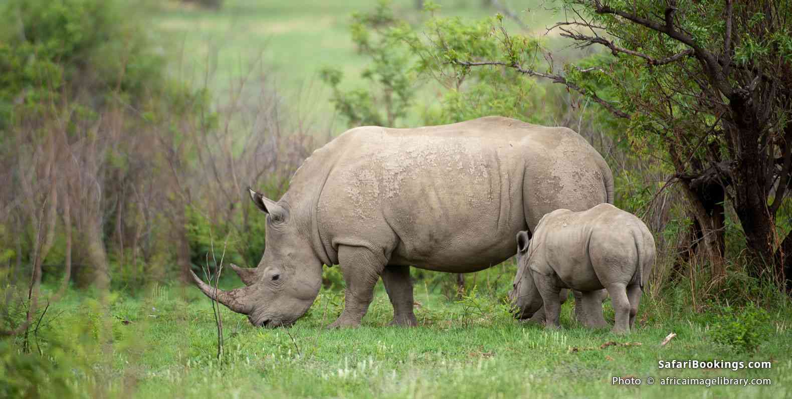 White rhino in Pilanesberg Game Reserve