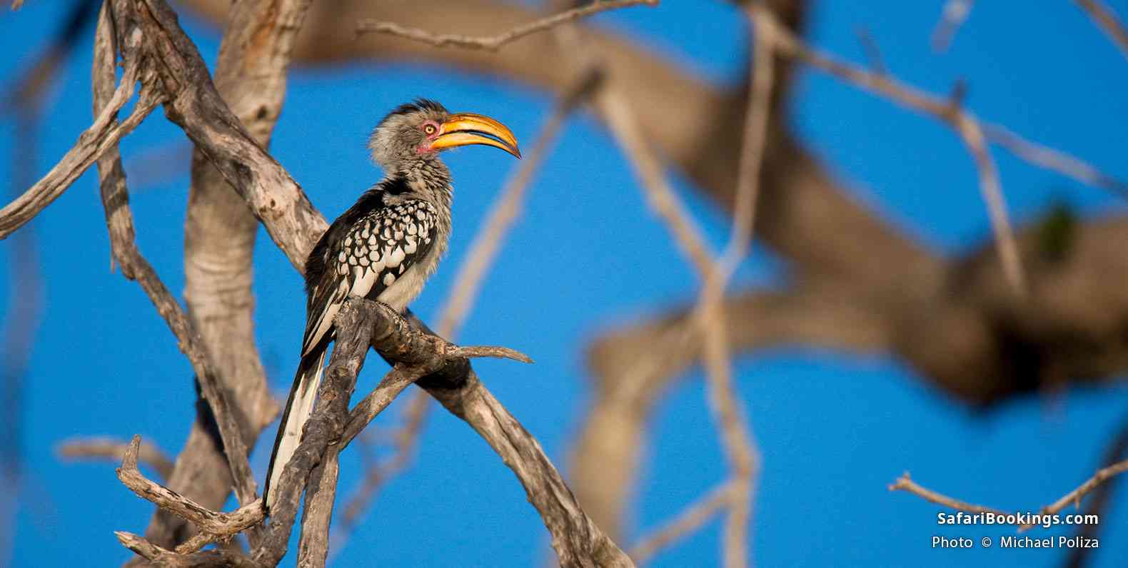 Yellow-billed hornbill in Kruger National Park