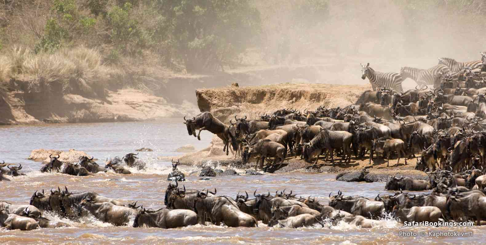 Wildebeest and zebra crossing the Mara River during the great migration, Serengeti National Park