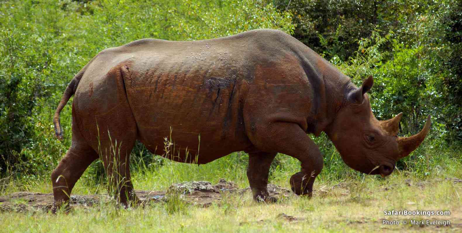 Black rhinoceros