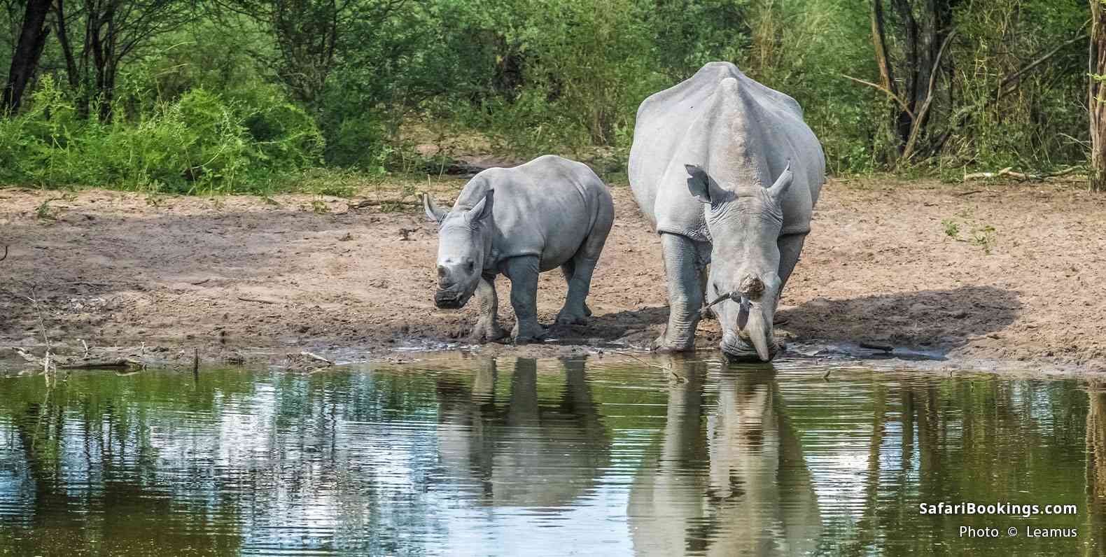 White rhino with calf