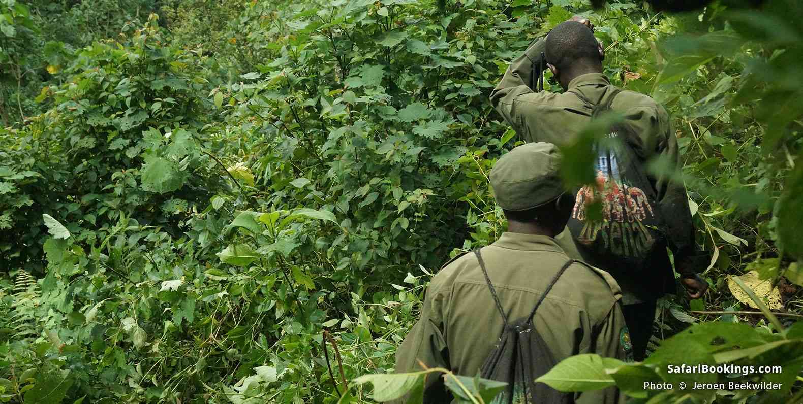Gorilla trekking in Uganda