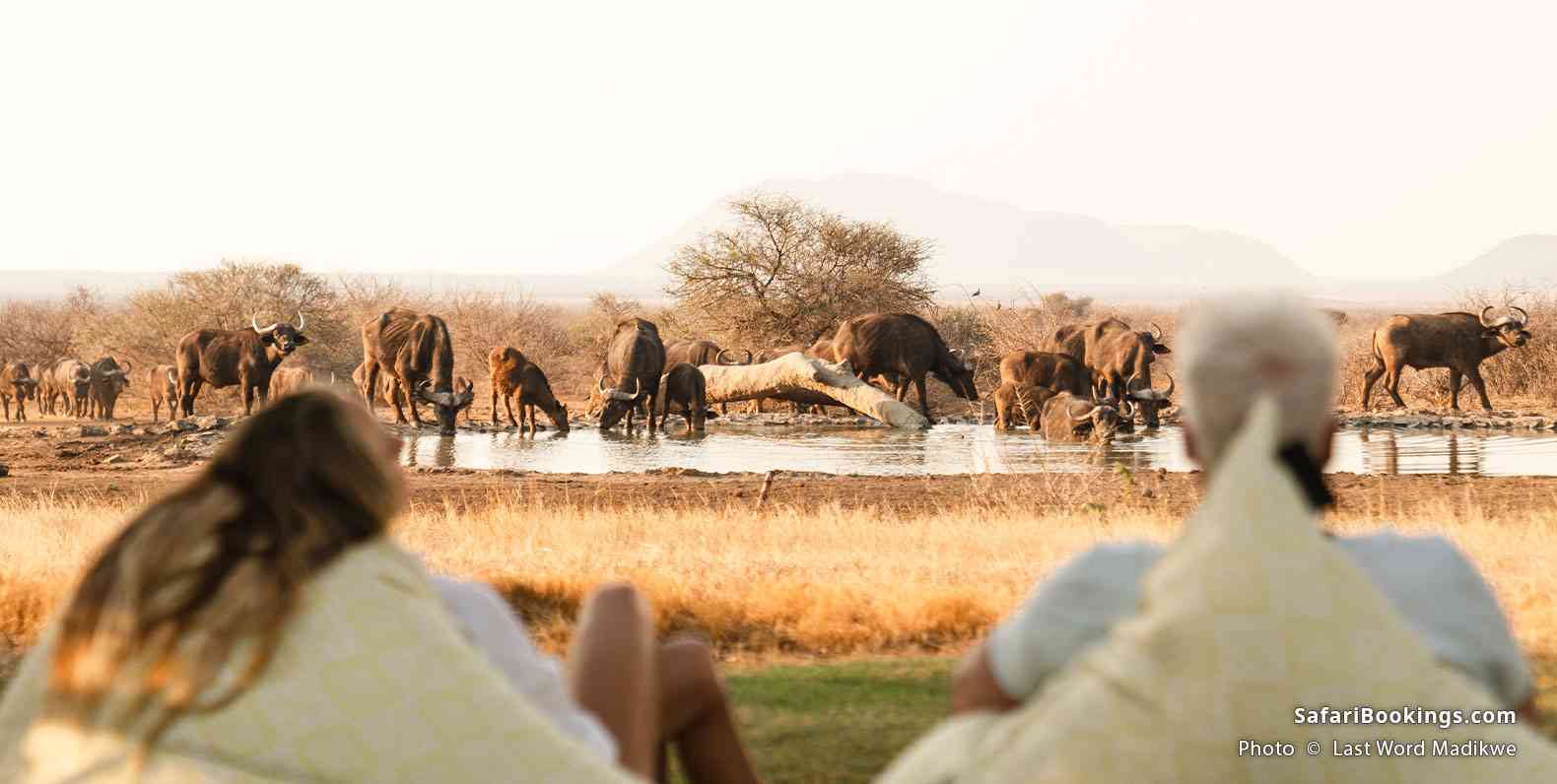 Last Word Madikwe