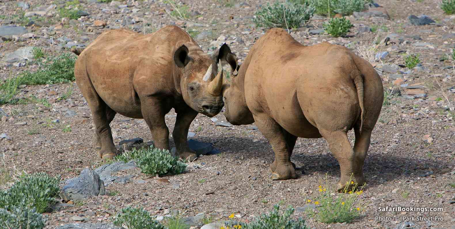 Rhinos in Damaraland