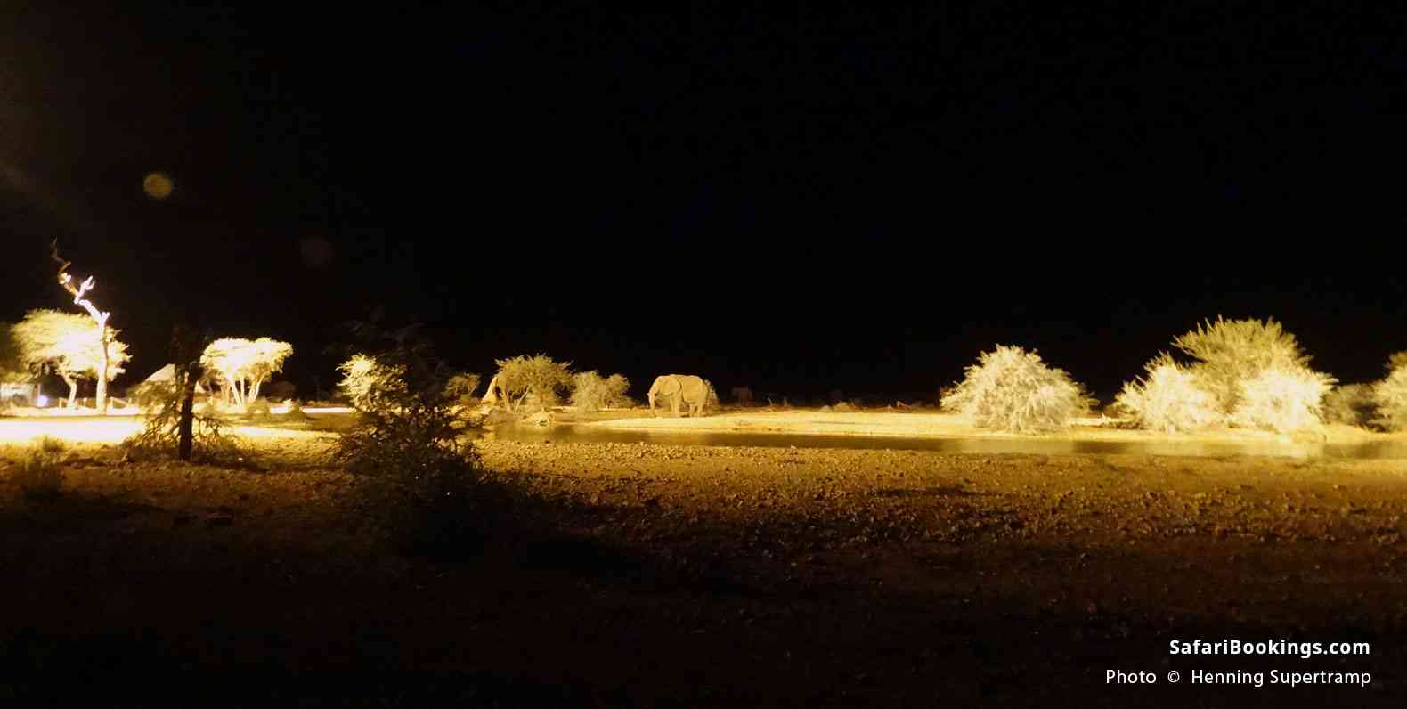 Elephant at night at Erindi