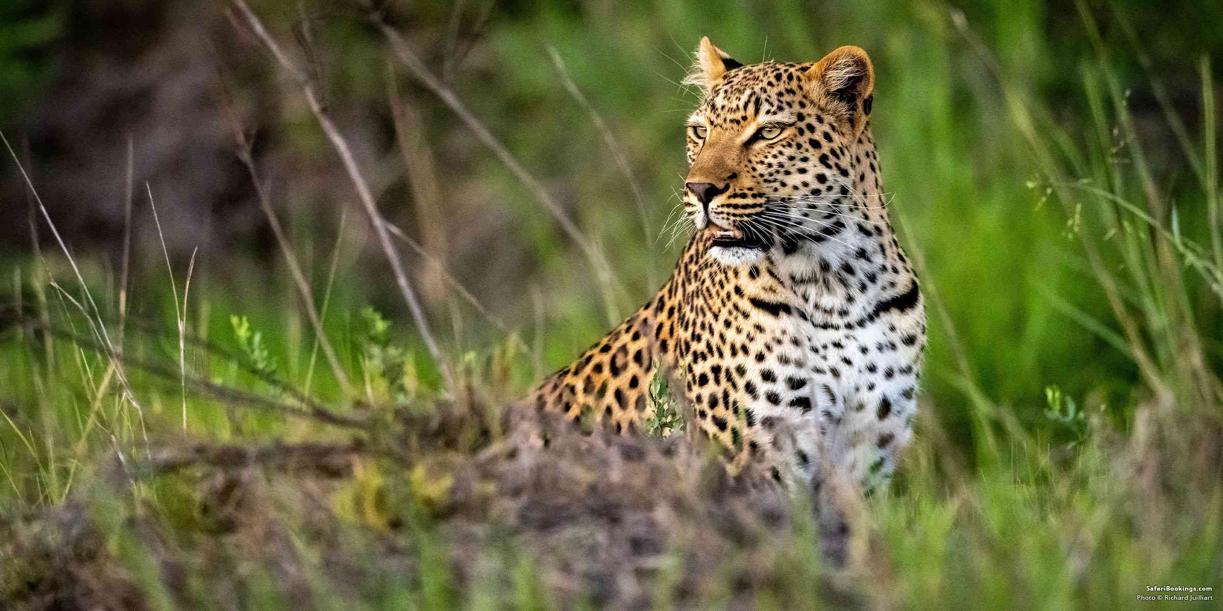 Africa’s Best Safari Country of 2026