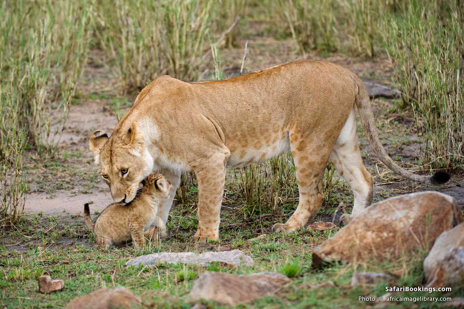 Lion cubs playing in Serengeti National Park