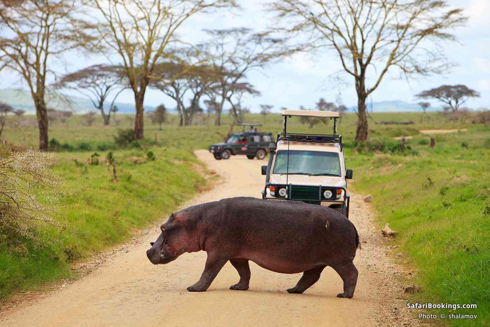 Hippo crossing the road in front of safari vehicles, Serengeti National Park