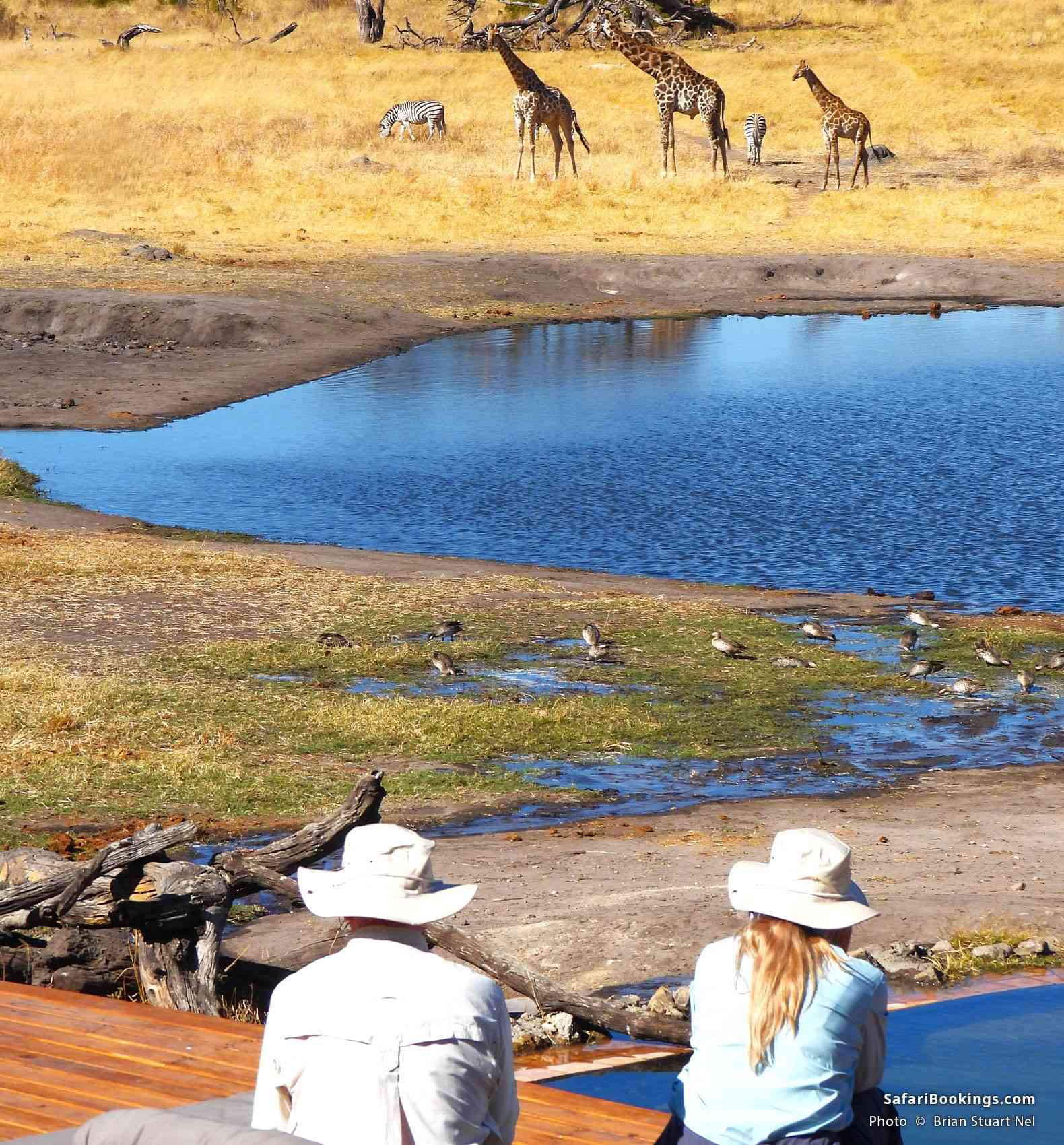 Animal viewing at a waterhole in the Hwange National Park