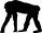 Chimpanzee