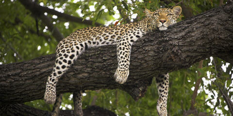 A Botswana Safari