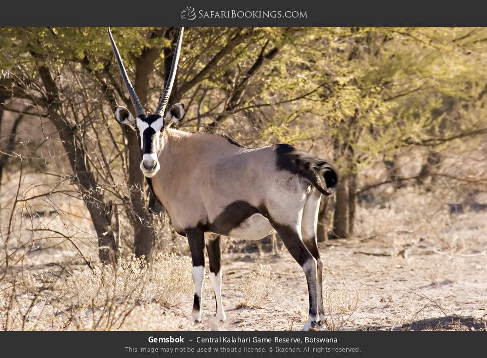 Gemsbok in Central Kalahari Game Reserve, Botswana