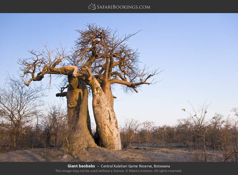 Giant baobabs in Central Kalahari Game Reserve, Botswana