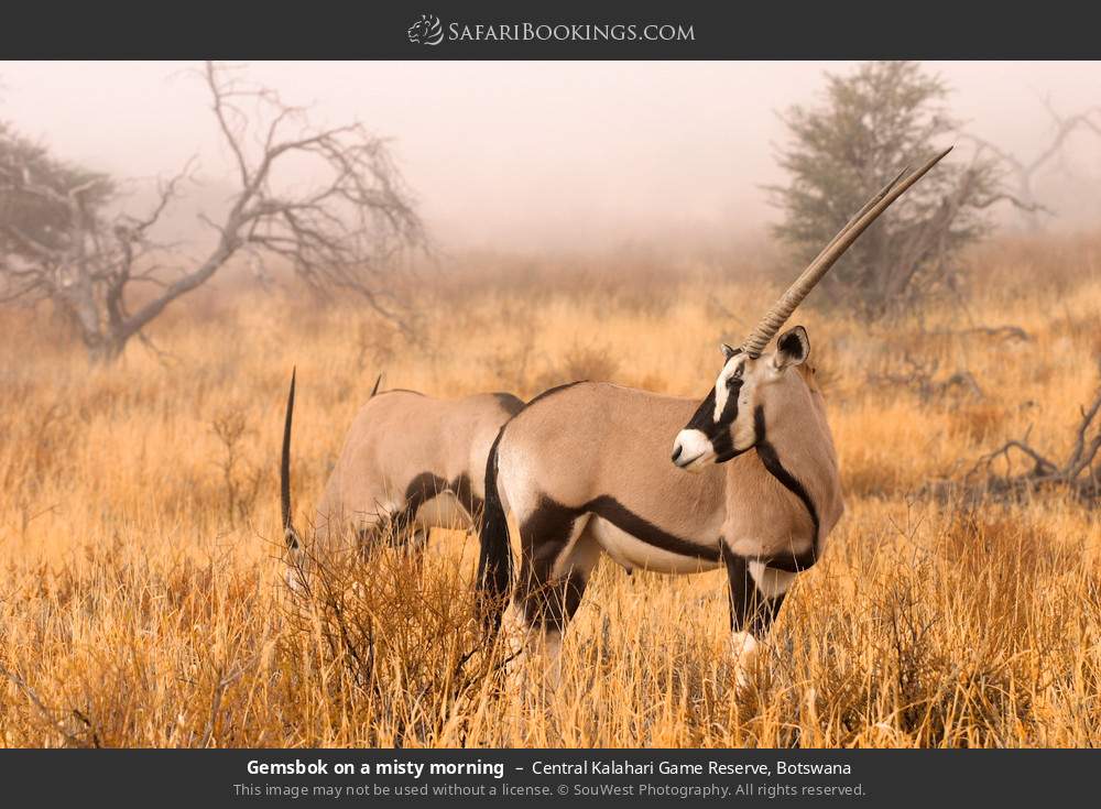 Gemsbok on a misty morning in Central Kalahari Game Reserve, Botswana
