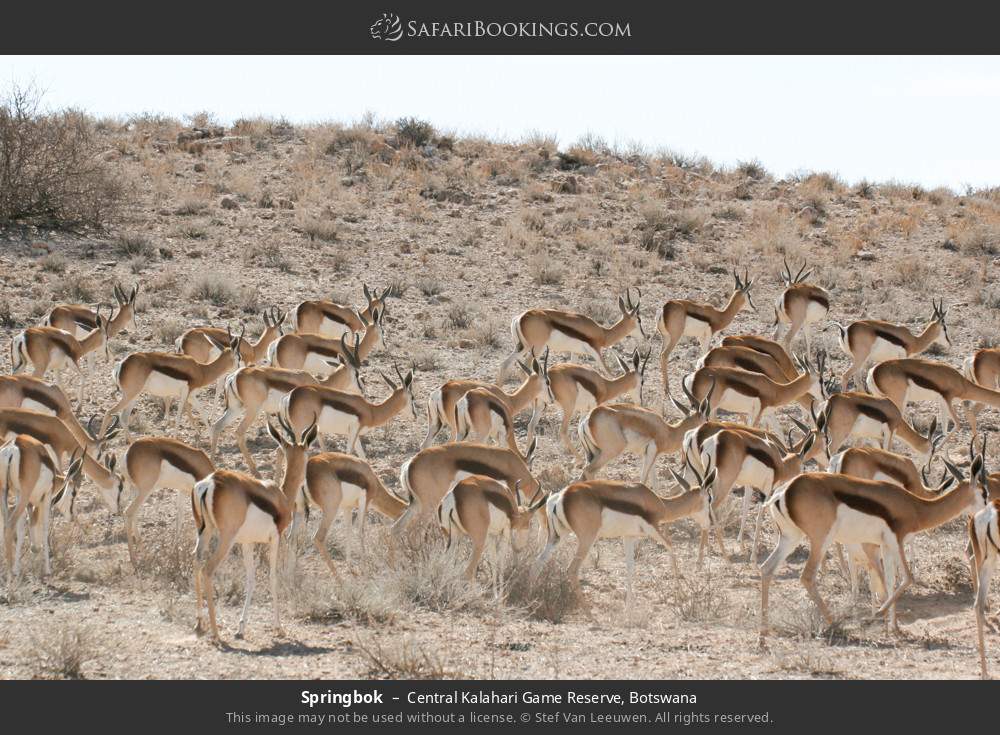 Herd of springboks in Central Kalahari Game Reserve, Botswana