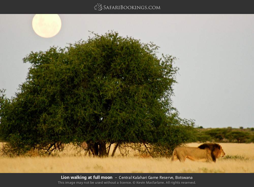 Lion walking during full moon in Central Kalahari Game Reserve, Botswana