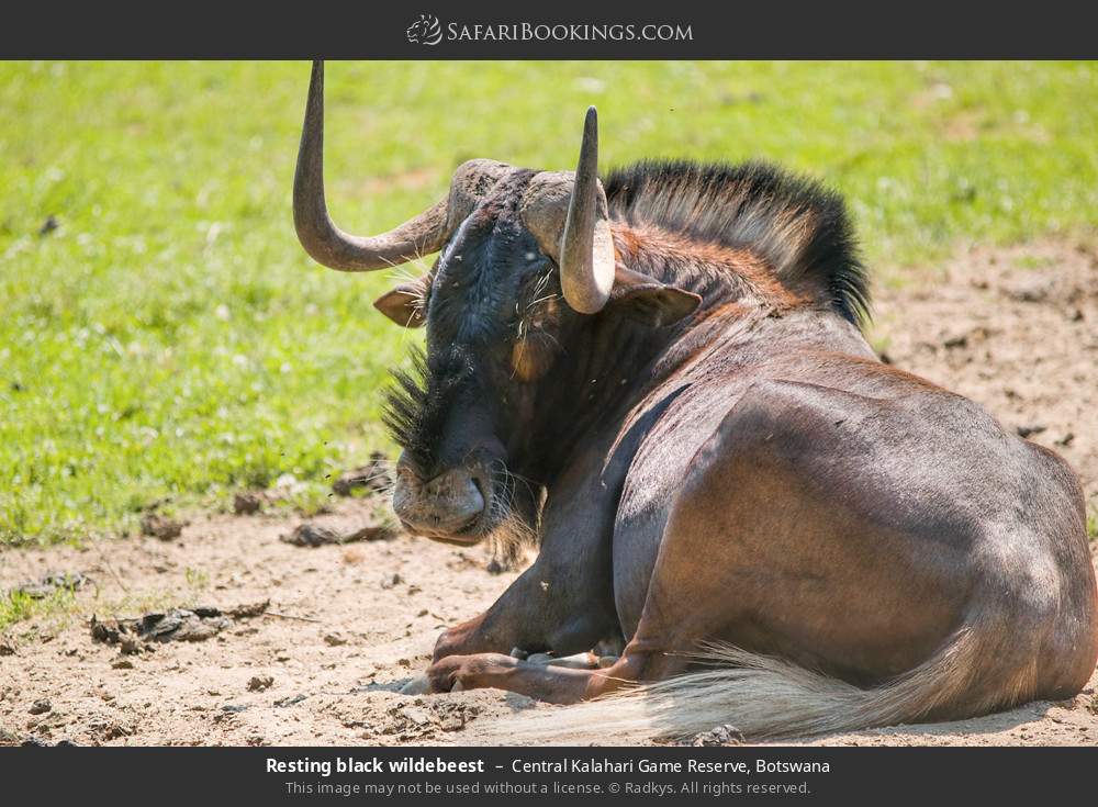 Resting black wildebeest in Central Kalahari Game Reserve, Botswana