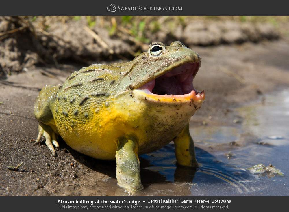 African bullfrog at the water's edge in Central Kalahari Game Reserve, Botswana