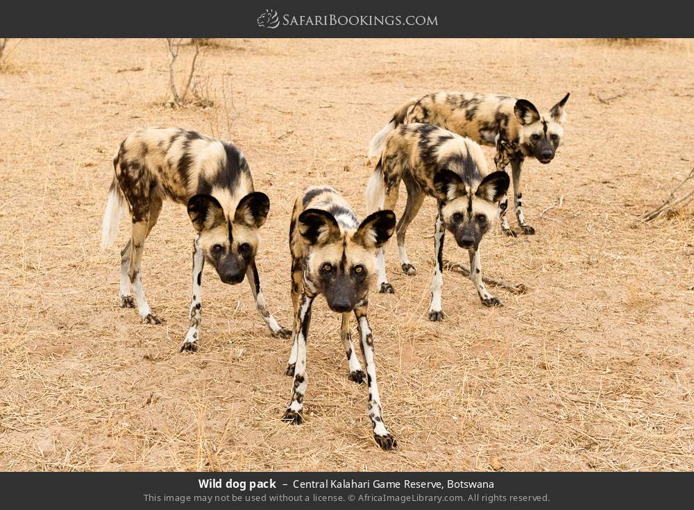 Wild dog pack in Central Kalahari Game Reserve, Botswana
