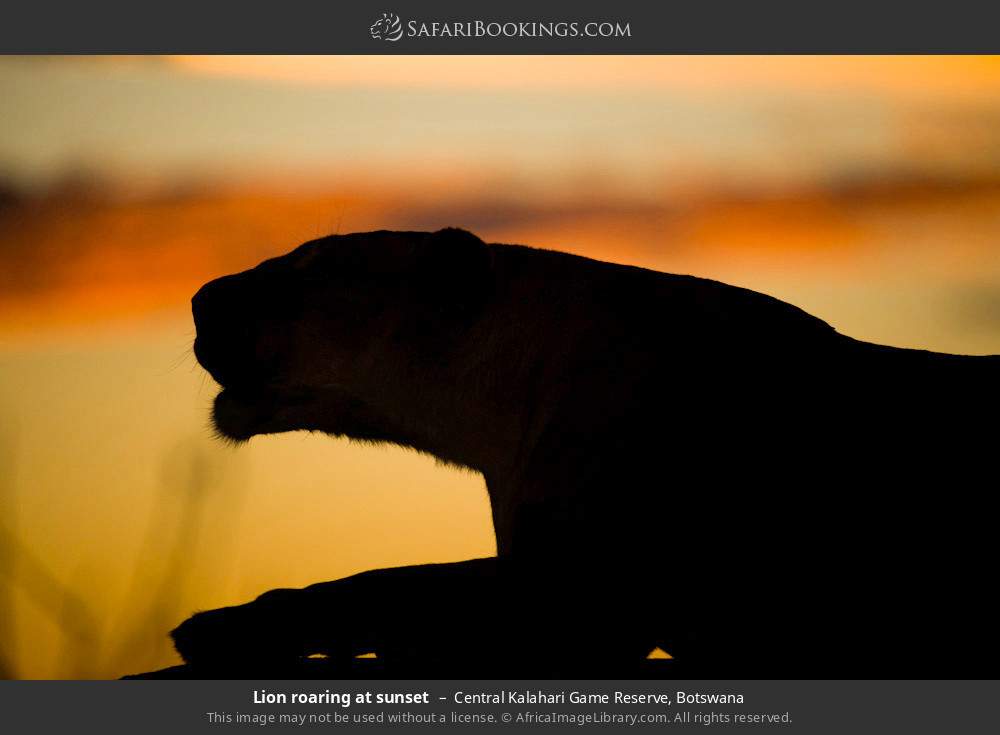 Lion roaring at sunset in Central Kalahari Game Reserve, Botswana