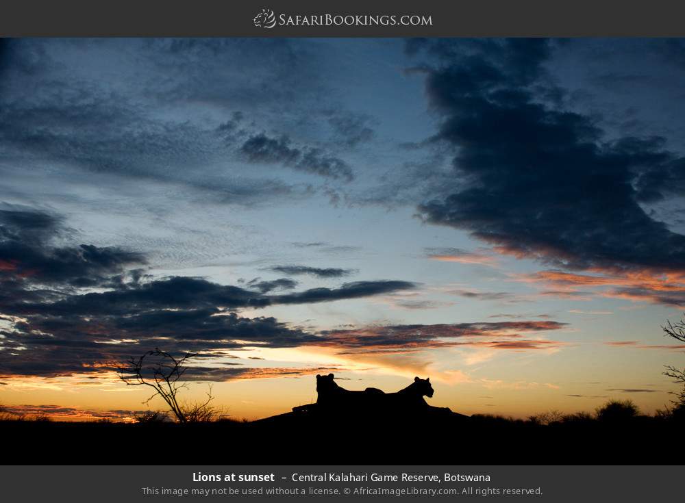 Lions at sunset in Central Kalahari Game Reserve, Botswana