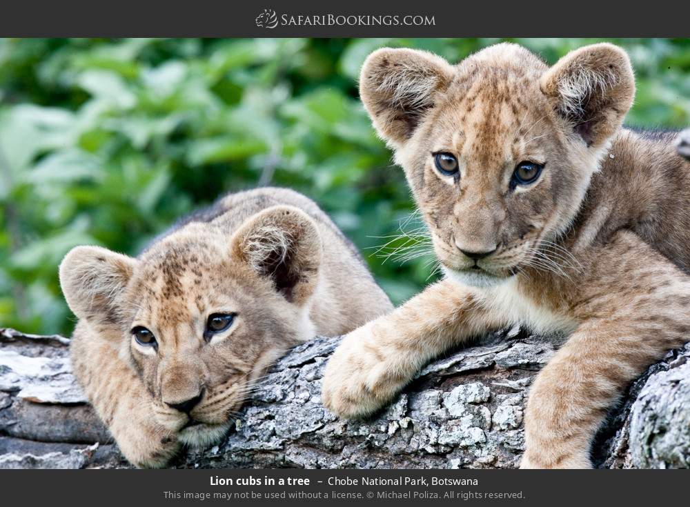 Lion cubs in a tree in Chobe National Park, Botswana