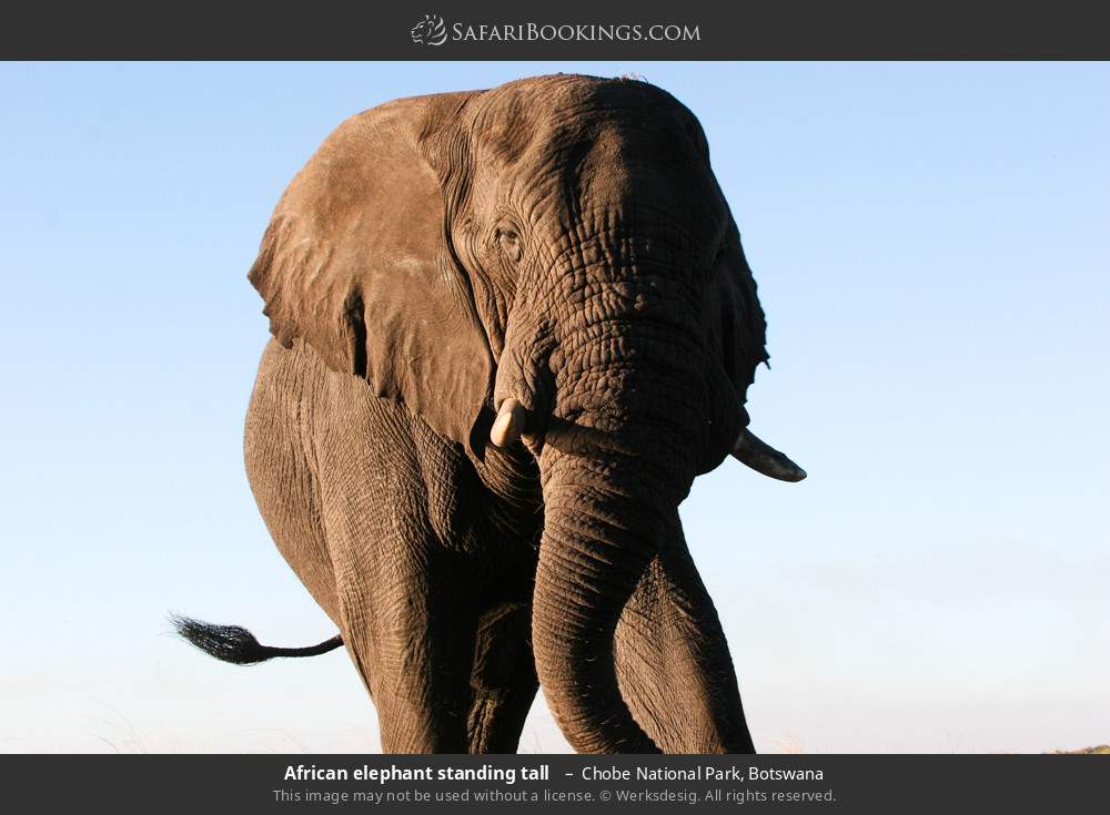 African elephant standing tall in Chobe National Park, Botswana