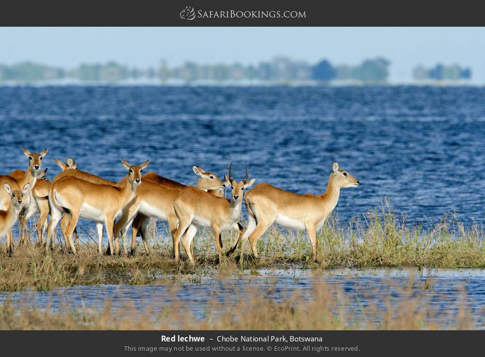 Red lechwes in Chobe National Park, Botswana