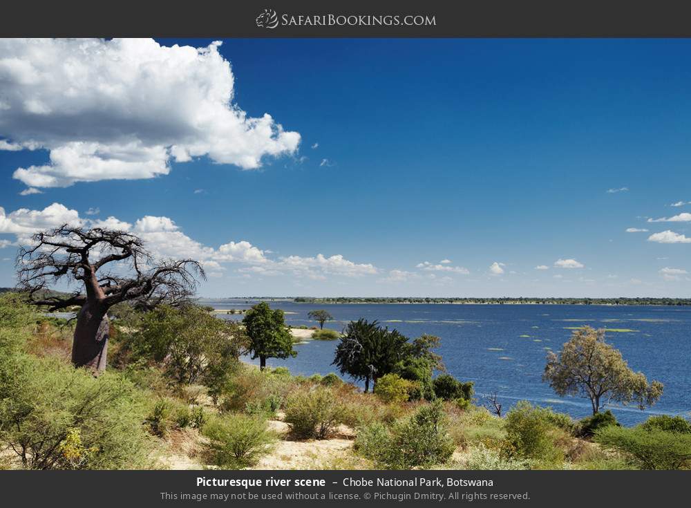 A river scene, Chobe NP in Chobe National Park, Botswana
