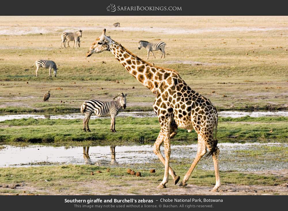 Southern giraffe and plains zebras in Chobe National Park, Botswana