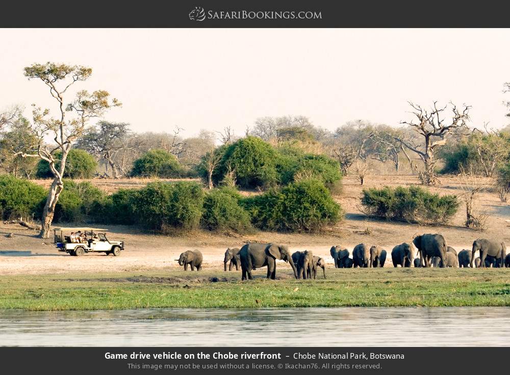 Safari vehicle and elephants on the Chobe Riverfront in Chobe National Park, Botswana
