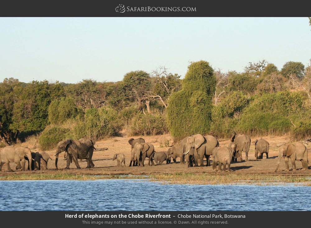 Herd of elephants on the Chobe Riverfront in Chobe National Park, Botswana