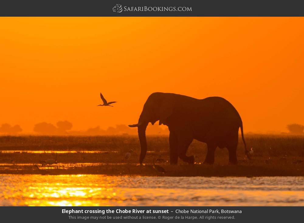 Elephant crossing the Chobe River at sunset in Chobe National Park, Botswana