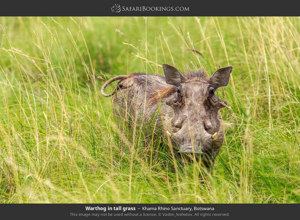 Warthog in tall grass in Khama Rhino Sanctuary, Botswana
