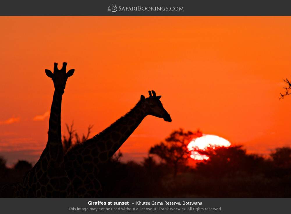 Giraffes at sunset in Khutse Game Reserve, Botswana