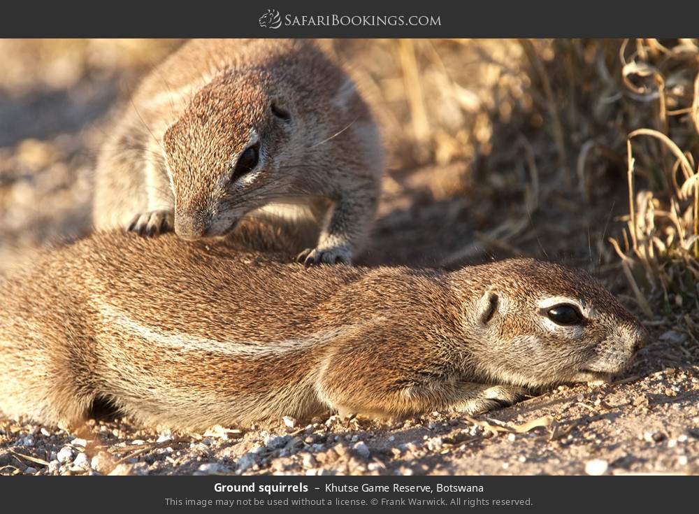 Ground squirrels in Khutse Game Reserve, Botswana