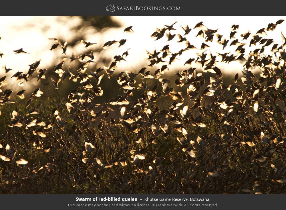Flock of red-billed queleas in Khutse Game Reserve, Botswana
