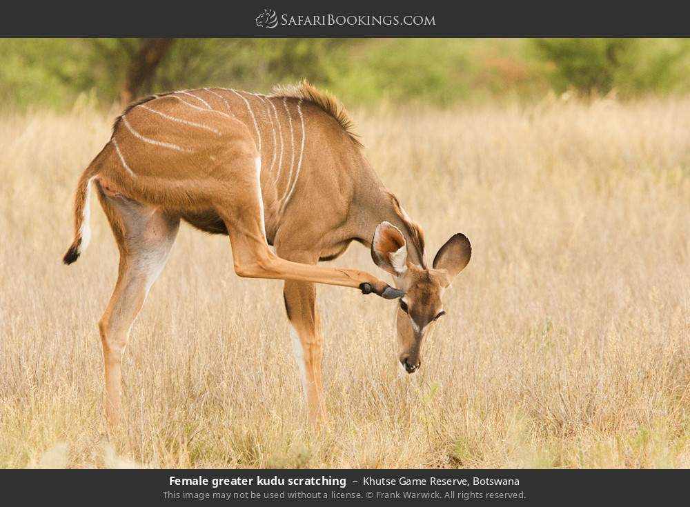 Female greater kudu scratching in Khutse Game Reserve, Botswana